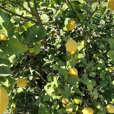 Limonada ekologikoa... 2