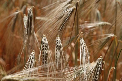 Zer elikagaik dute glutena?