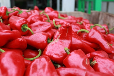 Piperrak eta haien nutrizio-dohainak